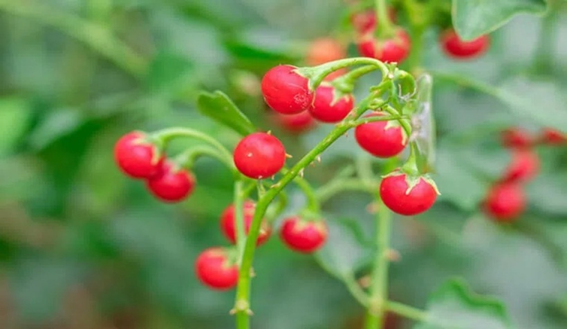 Công năng của cây cà gai leo là tán phong trừ thấp, tiêu độc, giảm đau; chữa đau nhức gân xương, ho, ho gà, xơ gan, rắn cắn. Ảnh minh hoạ.