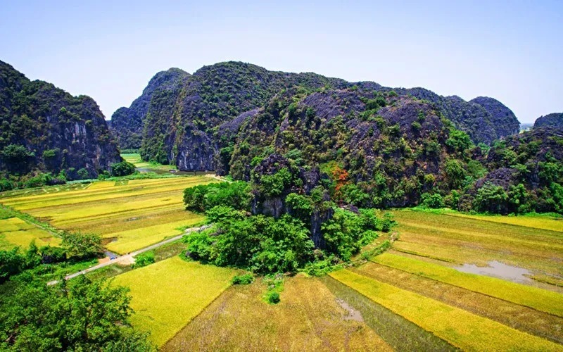 Hang Múa nổi lên như một điểm đến không thể bỏ qua, đặc biệt vào mùa lúa chín.