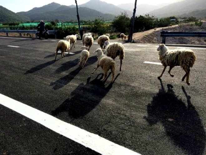 Từ Phan Rang đến Vĩnh Hy, du khách sẽ bắt gặp những chú cừu được chăn thả ven đường.
