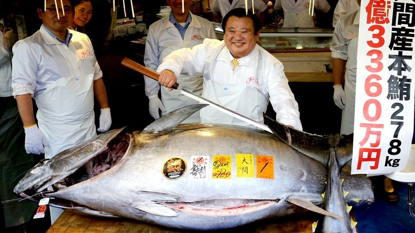 Cá ngừ vây xanh chính là thứ nguyên liệu được các nhà hàng sushi cao cấp nhất sử dụng để làm ra món ăn trứ danh. Ảnh: BI