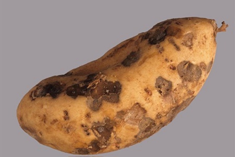 Khoai lang đốm đen lớn là khoai hỏng, ăn vào hại gan, không nên dùng. Ảnh minh họa.