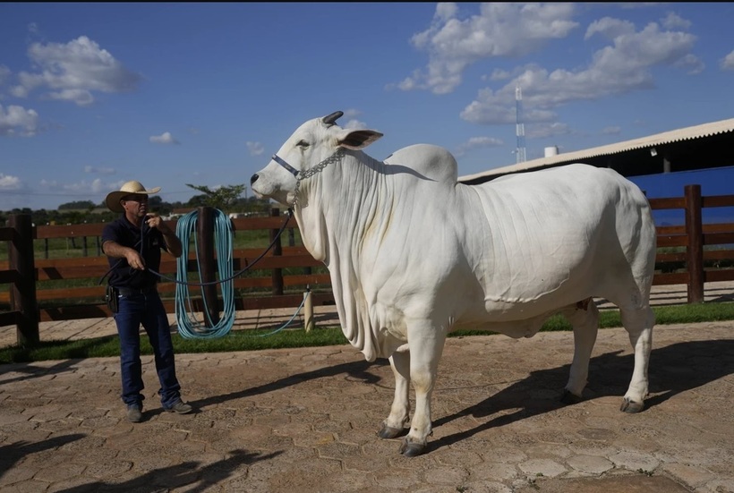 Một "cô" bò thuộc giống Nelore, mang tên Viatina-19 FIV Mara Imóveis, đã được định giá lên tới 4,3 triệu đô la Mỹ (tương đương hơn 100 tỷ đồng Việt Nam).