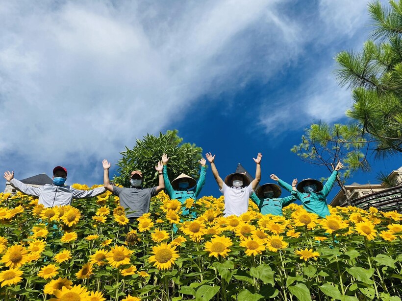 Đỉnh Bà Nà sẽ được bao phủ bởi sắc vàng của hàng trăm ngàn đóa hướng dương