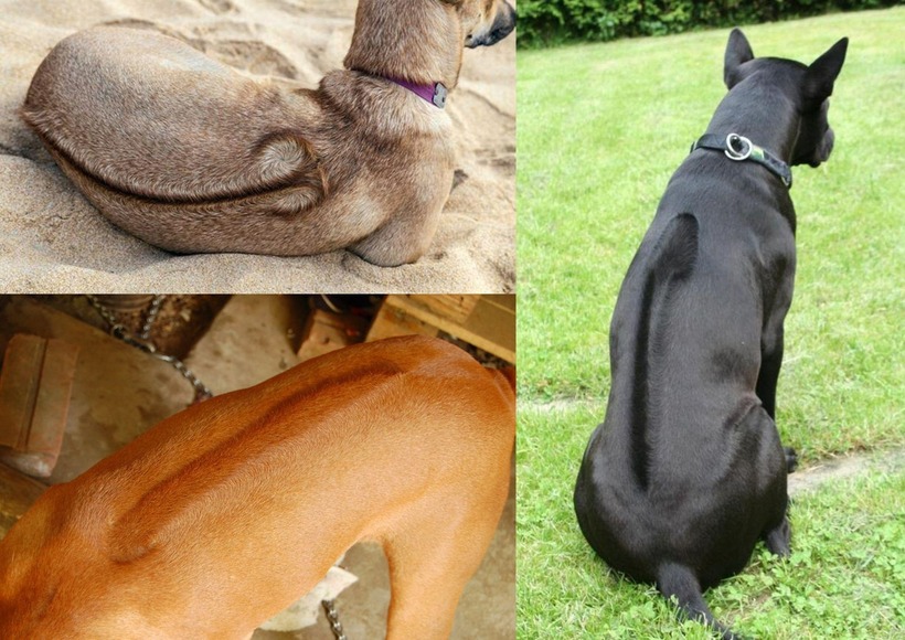 Chó Phú Quốc sở hữu dải lông xoáy độc đáo trên lưng