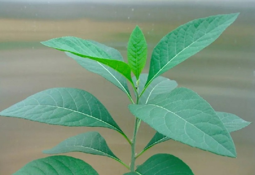 Cây mật gấu có tên khoa học là Vernonia Amygdalina Asteraceae, thuộc họ cúc, thân mềm. Ảnh minh họa.