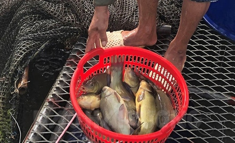 Giá cá quế dao động từ 150.000 - 180.000 đồng/kg