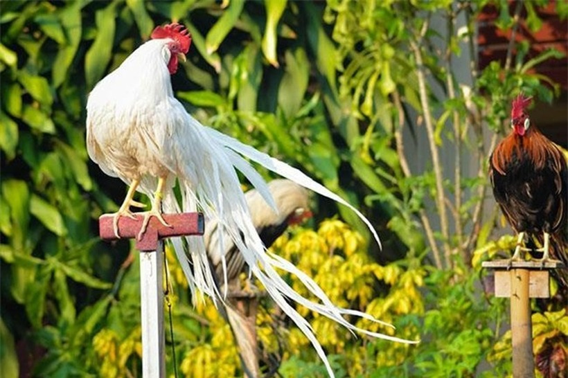 Gà Onagadori chủ yếu được nuôi làm cảnh.