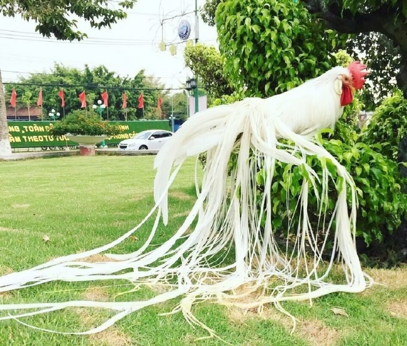 Giống gà Onagadori ở Nhật Bản có giá đắt đỏ.