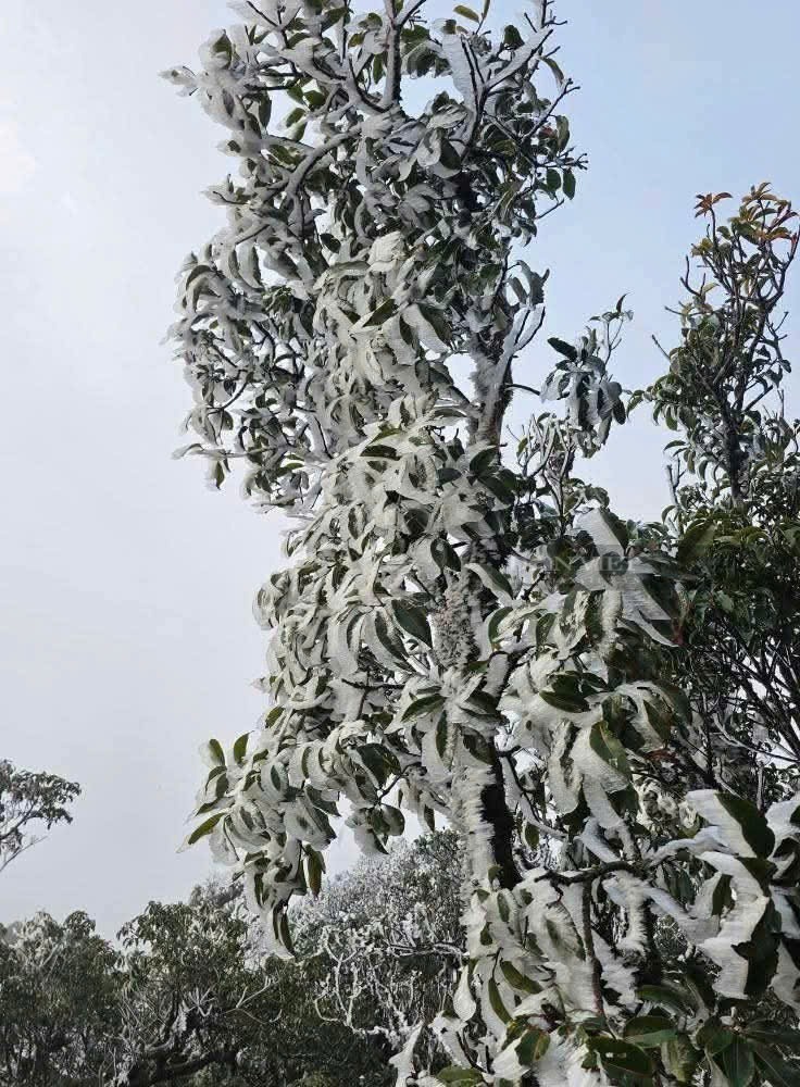 Miền Bắc đang chịu ảnh hưởng của không khí lạnh tăng cường. Trung tâm Dự báo Khí tượng Thủy văn quốc gia cho biết sáng nay (19/3), nhiệt độ thấp nhất ở Sa Pa (Lào Cai), Pha Đin (Điện Biên) 5 độ; Sìn Hồ (Lai Châu), Đồng Văn (Hà Giang) 6 độ; Mù Cang Chải (Yên Bái) gần 10 độ C; Hà Nội 16 độ C. Theo quy luật, cứ lên cao 100 m thì nhiệt độ sẽ giảm khoảng 0,6 độ C. (Ảnh: Dân Việt)