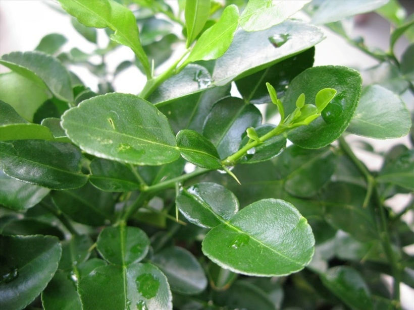 Lá chanh còn có tác dụng thúc đẩy sản xuất mật, giúp cải thiện tiêu hóa và giảm áp lực lên gan. Ảnh minh họa.