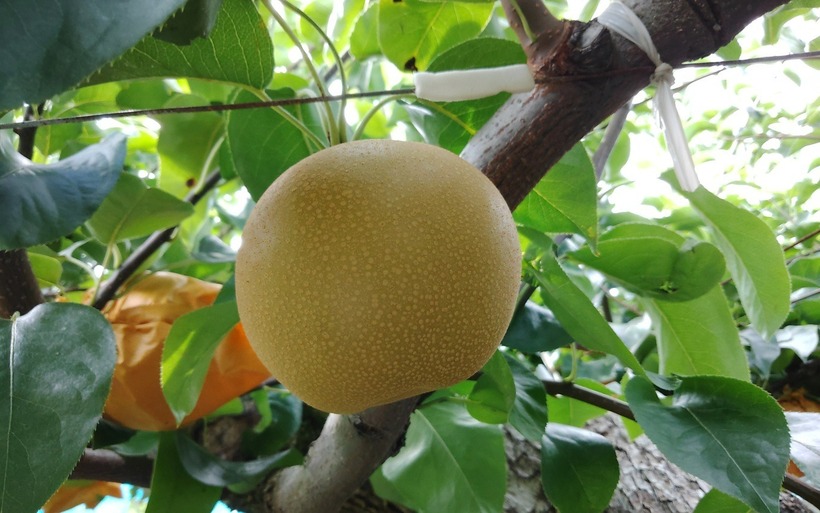 Những trái lê Oita căng bóng, mọng nước, mang hương thơm đặc trưng