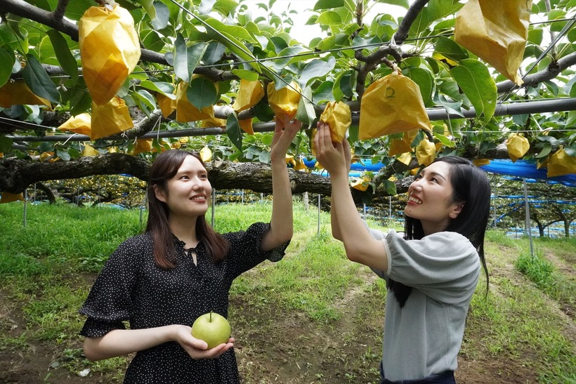 Du khách đến thưởng thức những trái lê Oita trứ danh.