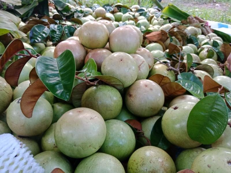 Quả vú sữa bao nhiêu calo?