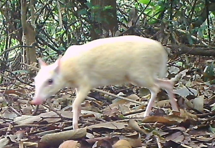 Cá thể cheo cheo Nam Dương đột biến bạch tạng có trọng lượng trung bình khoảng 1,3 đến 2,3kg. Ảnh: Đại Đoàn Kết