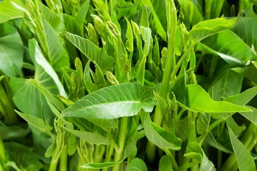 Rau muống có tính mát, ăn nhiều có thể gây lạnh bụng, tiêu chảy ở những người có hệ tiêu hóa yếu.