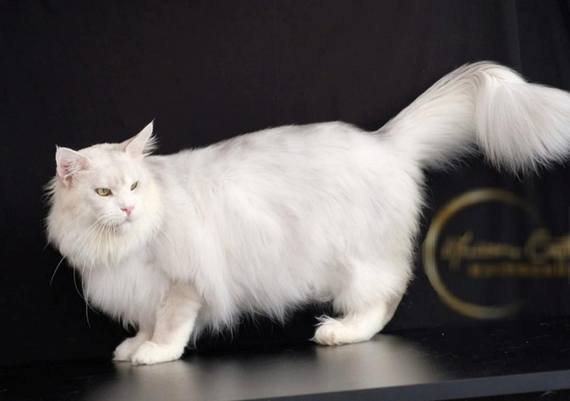 Con mèo Maine Coon này được chị Trinh đặt mua từ Thuỵ Sĩ về với giá 400 triệu đồng.