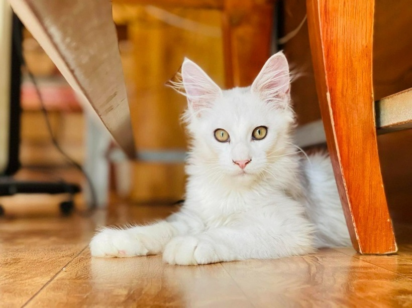 Chú mèo thời điểm mới được mua.