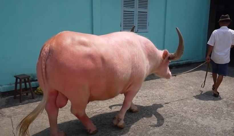 Chú "trâu hồng" tên thường gọi là Cò. Ảnh: Saostar.