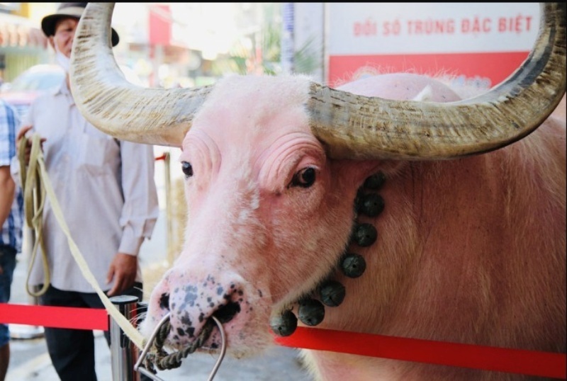 Con trâu hồng không chỉ là một thành viên trong gia đình mà còn ngợi nhớ nhiều ký ức vui vẻ. Ảnh: Sở hữu trí tuệ.