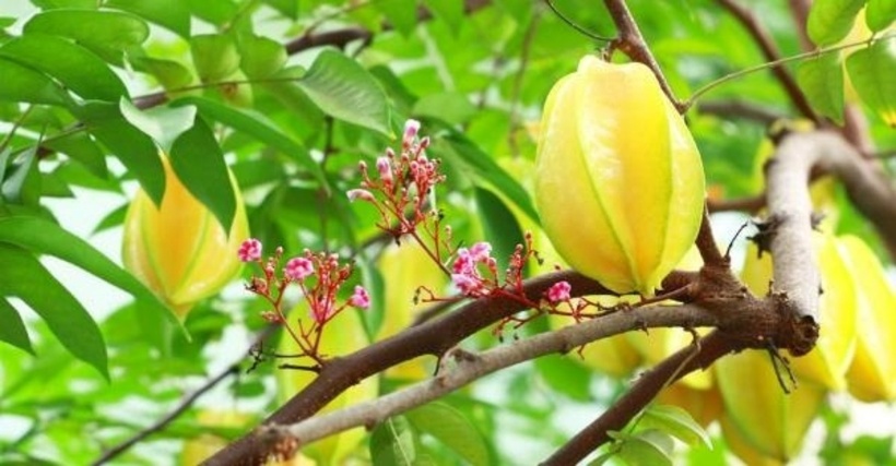 Lá khế có thể được sử dụng để chữa bệnh. Ảnh minh họa