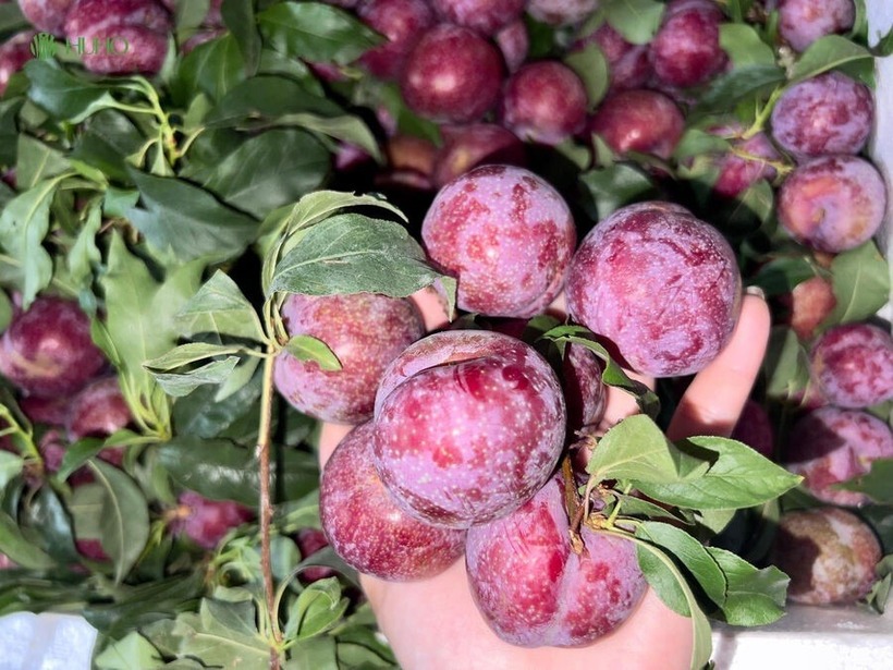 Dù giá cao gấp nhiều lần mận hậu chính vụ song mận hậu đầu mùa vẫn khá hút khách.