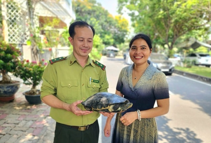 Con rùa bò ra khỏi nhà mà chị Lưu Thị Xuân Nữ Khải Hoàn nhận lại từ hàng xóm. (Ảnh: Tuổi trẻ)
