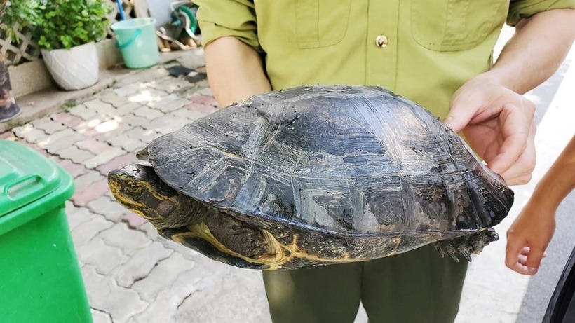 Mỗi con rùa có trọng lượng từ 3,5kg. (Ảnh: Pháp luật TP.HCM)