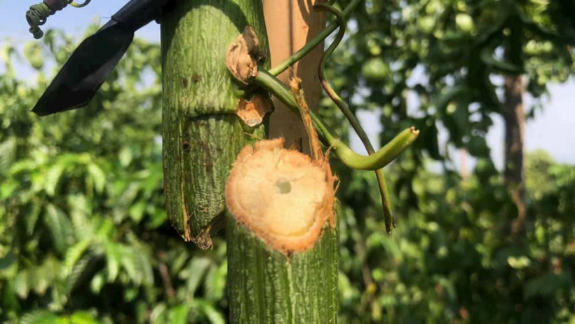 Cây bị chặt phá ngang gốc. Ảnh: Lao Động