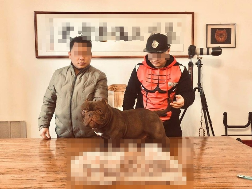 Chú chó đắt ngang "siêu xe", từng được đại gia Việt từng chi 2,6 tỷ sang nước ngoài "rước về". Ảnh: Dân trí