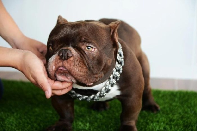 Chó Exotic Bully là dòng chó cơ bắp cuồn cuộn, với dáng vẻ "hầm hố" đặc trưng, chân tay khuỳnh, thân hình đô con, đầu to vạm vỡ. Ảnh: SaoStar