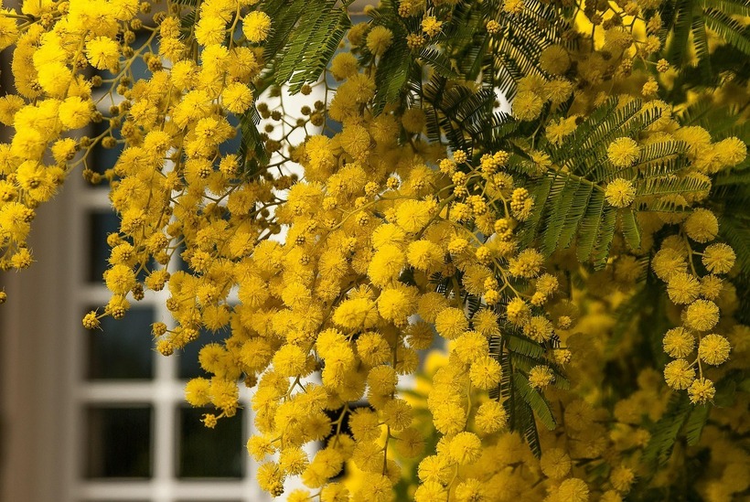 Ở Đà Lạt, hoa Mimosa mọc nhiều nhất ở Thung lũng Tình yêu và đặc biệt nhiều ở đèo Mimosa.