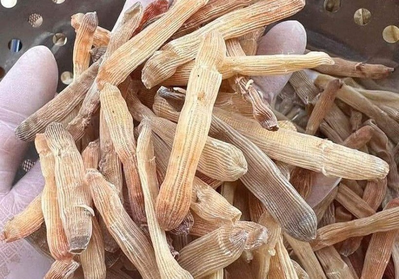 Sá sùng khô.