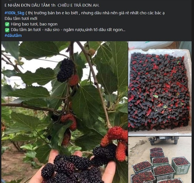 Dâu tằm được rao bán trên "chợ mạng". Ảnh: Gia đình & Xã hội