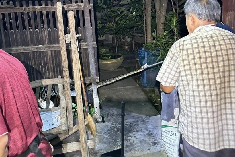 Hai con trăn ẩn náu trong nhà người phụ nữ. Ảnh: The Thaiger