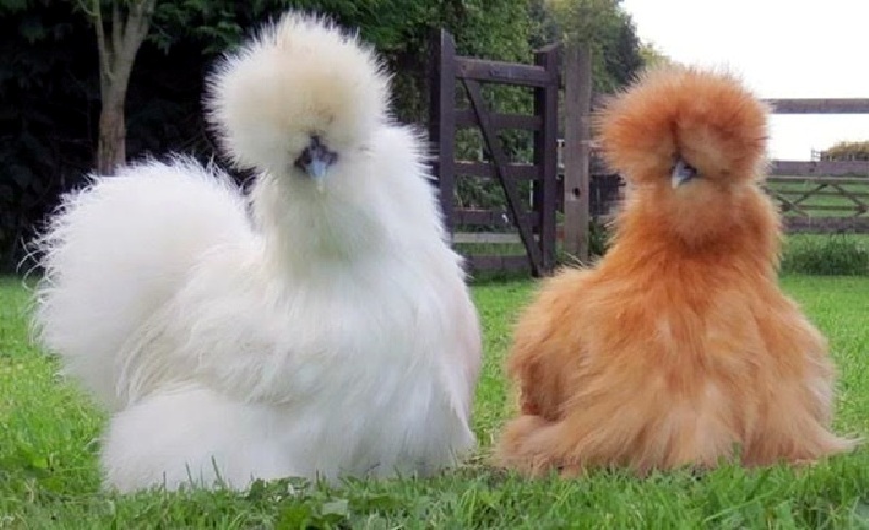 Gà lông xù, hay còn được biết đến với cái tên gà Silkie, là giống gà rất đặc biệt bởi chúng sở hữu một bộ lông xù cực kỳ lạ mắt.