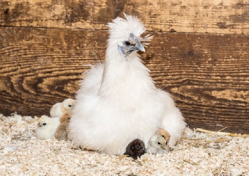 Gà Silkie với bộ lông xù đặc trưng có thể sống được ở những nơi có khí hậu ấm và lạnh.