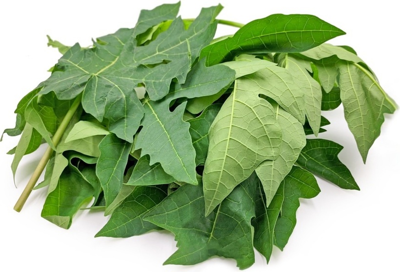 Loại lá tưởng chừng vứt đi nhưng lại tốt cho gan - 1