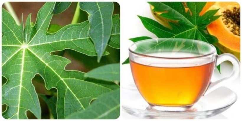 Loại lá tưởng chừng vứt đi nhưng lại tốt cho gan - 2