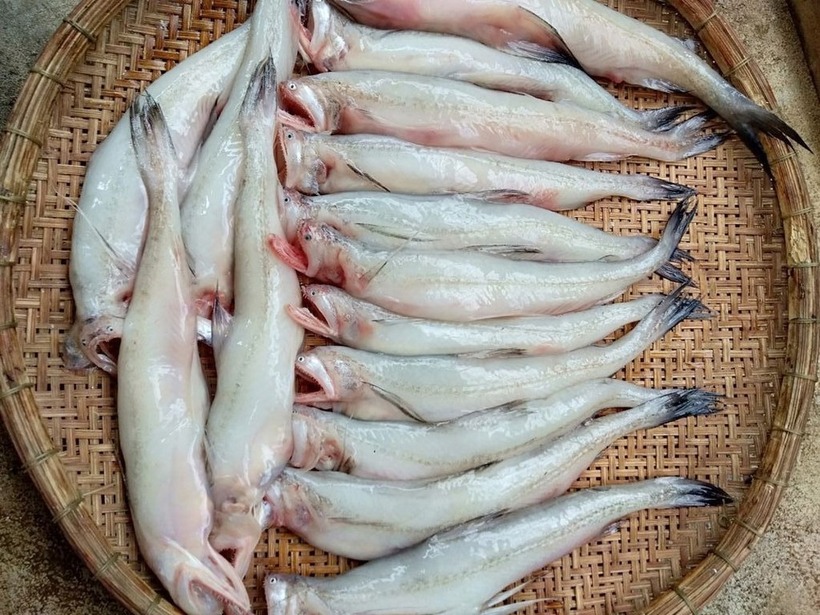 Cá tươi có mang đỏ tươi, thịt trong veo, vây ánh hồng tự nhiên.