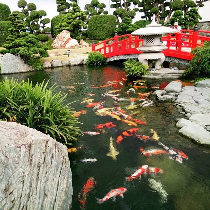 Đến công viên Cá Koi chắc chắn chúng ta không thể bỏ qua nhân vật chính tại đây chính là những chú cá chép Nhật đủ màu sắc.