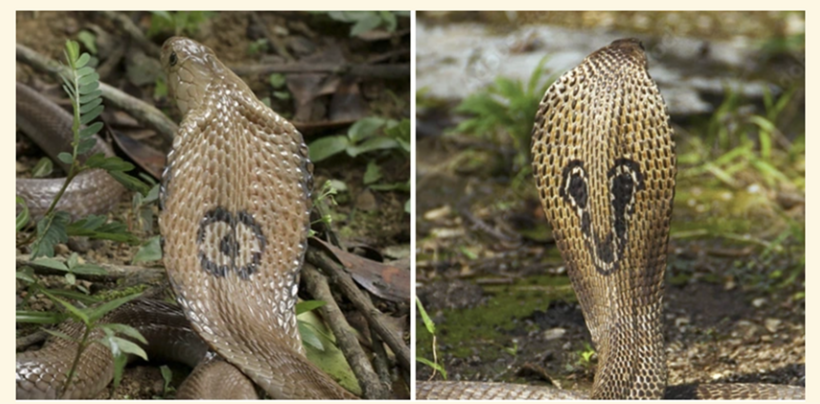 Rắn hổ đất. Ảnh: Dân trí