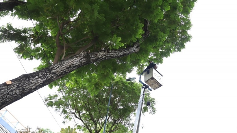 Các đơn vị chăm sóc, bảo dưỡng cây xanh cắt gọn cành nhánh nhiều cây, giảm nguy cơ rủi ro mất an toàn. (Ảnh minh họa)