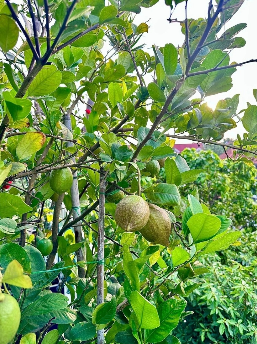 Tuy khẳng khiu nhưng cây chanh vàng châu Phi lại sai quả và có mùi thơm đặc trưng nên cô rất thích. Cô cho biết chưa cần thu hoạch, chỉ ngắm nghía, hít hà cũng đủ thấy hạnh phúc.