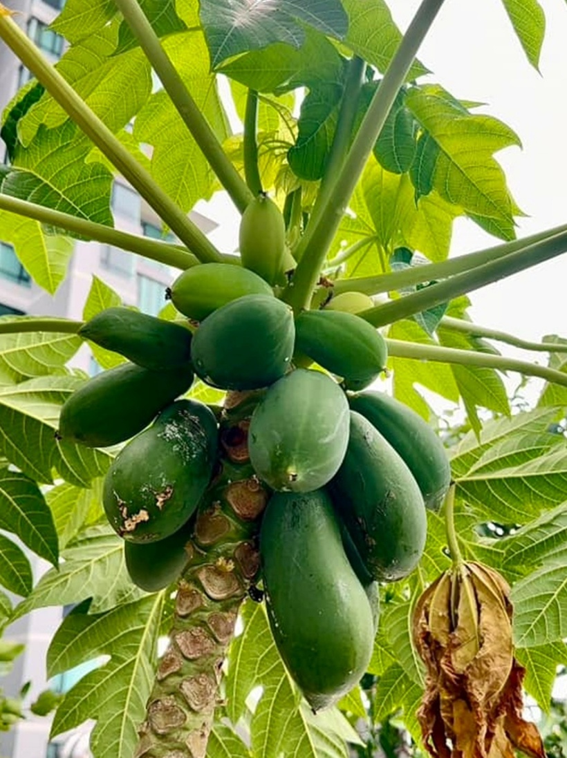 Diệp Bảo Ngọc cho biết, gia đình cô tuân thủ quy tắc làm vườn an toàn nên chỉ sử dụng phân hữu cơ có nguồn gốc từ Mỹ. Mùa nào quả nấy, nữ diễn viên thường đa dạng và xen kẽ các cây trong việc trồng trọt.