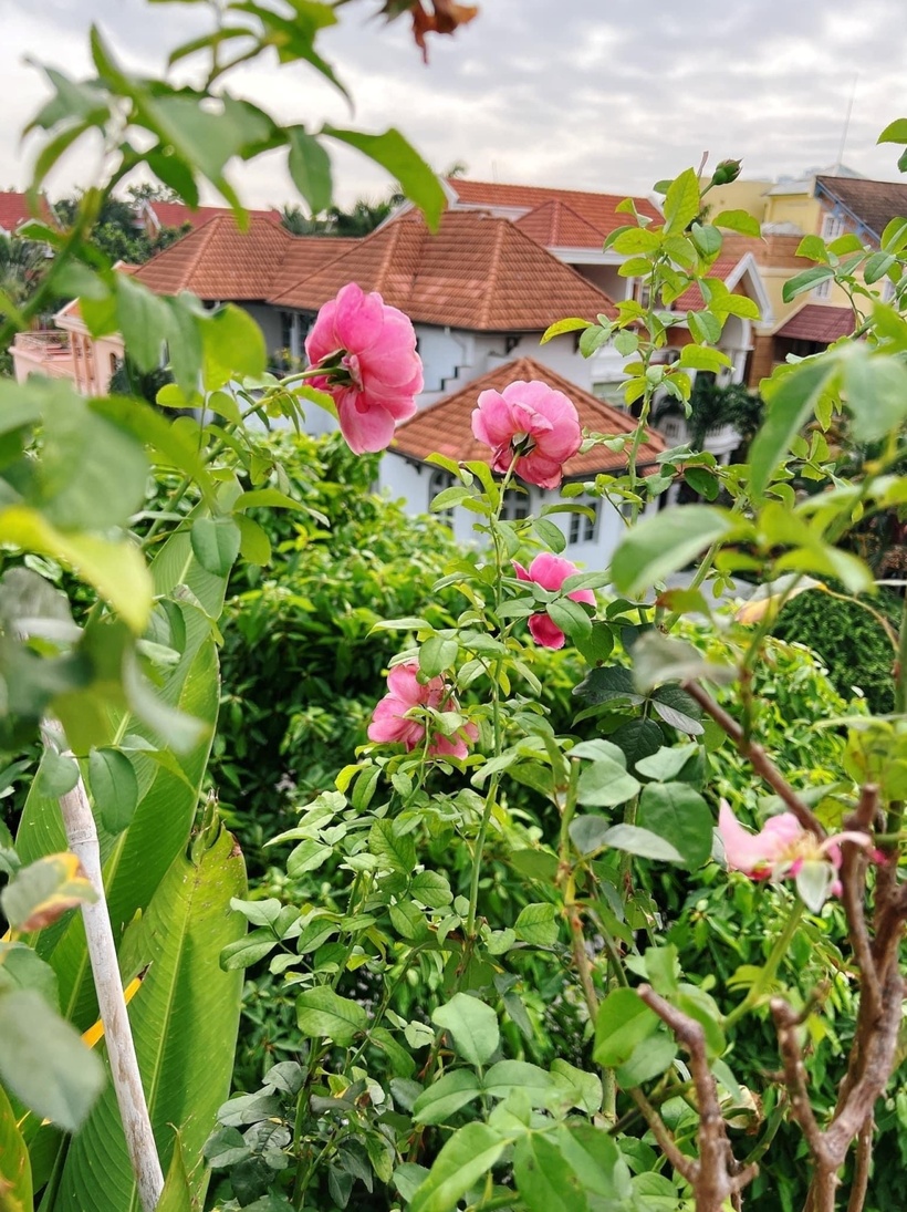 Hoa hồng nở rộ, khoe sắc giữa không gian xanh mát trên sân thượng.