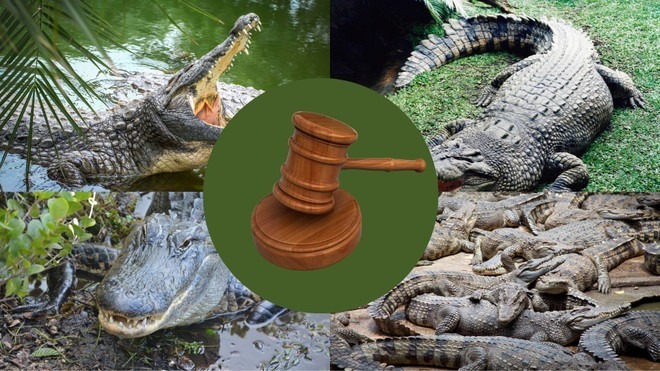 Trong đợt đấu giá này, cá sấu được rao bán là cá sấu Xiêm, một loài đã được phép nuôi thương mại và kinh doanh tại Trung Quốc từ năm 2003 theo danh sách động vật hoang dã được nước này quy định. Ảnh minh họa.