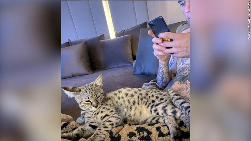 Justin Bieber cũng được biết đến là chủ nhân của hai chú mèo Savannah đắt giá.