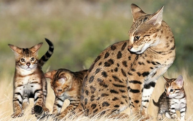 Giới thượng lưu sẵn sàng chi trả từ khoảng 2.000 (hơn 51 triệu đồng) đến hơn 35.000 đô la Mỹ (hơn 900 triệu đồng) cho mỗi cá thể Savannah để sở hữu "mèo rừng" trong nhà.