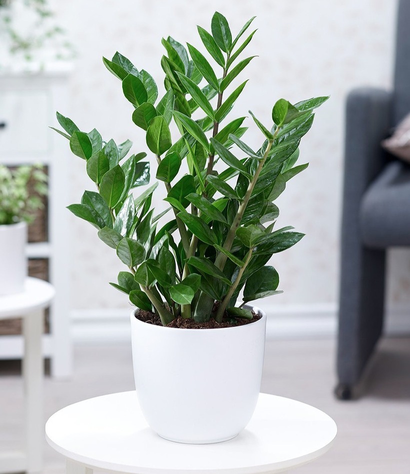 Tránh đặt kim tiền ở những nơi tối tăm, ẩm thấp hoặc đối diện trực tiếp với cửa chính.