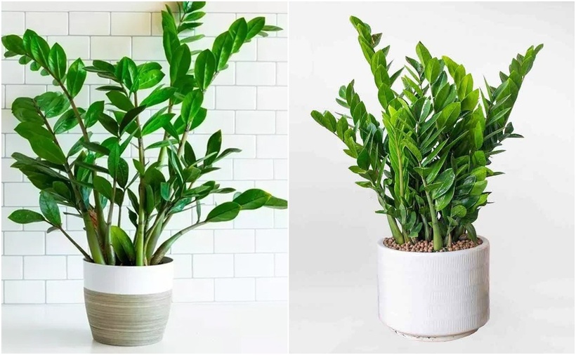 Cây kim tiền được cho là mang lại may mắn, thu hút tài lộc và giúp gia chủ gặp nhiều thuận lợi trong công việc.